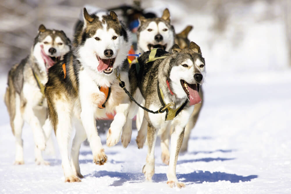 Palas Resort - Experiential activities - Husky safari