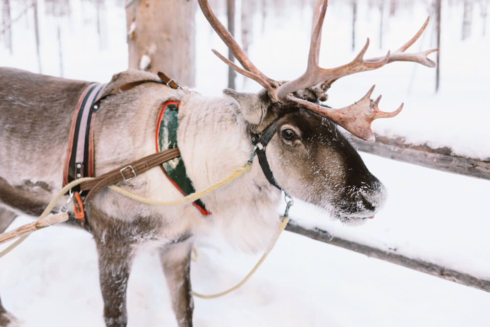 Palas Resort - Experiential activities - Reindeer