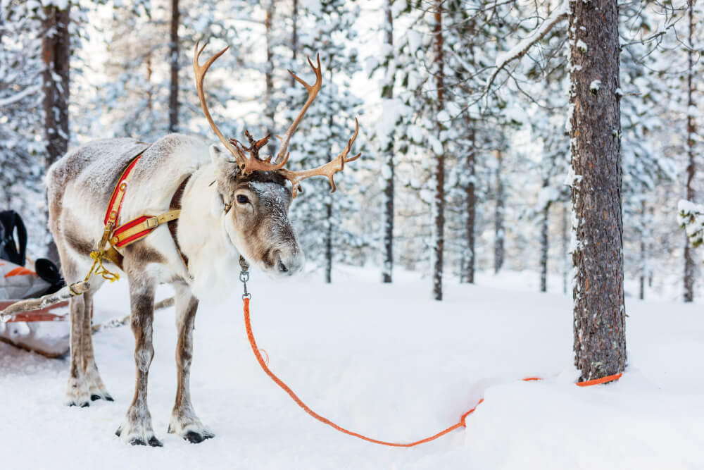 Palas Resort - Experiential activities - Reindeer
